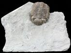 Long Eldredgeops Trilobite - Paulding, Ohio #55456-1